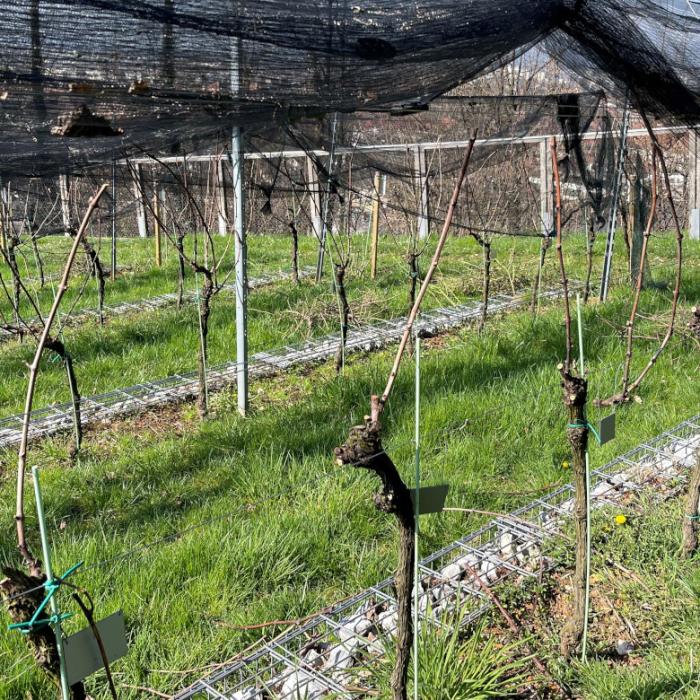 Rez vinske trte v Grajskem vinogradu