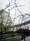 SetWidth100-Rez-trte03042012-002w