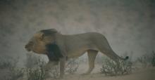 Narodni park Kalahari Gemsbok JAR 1996