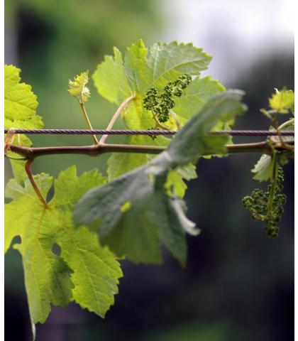Storia del vino