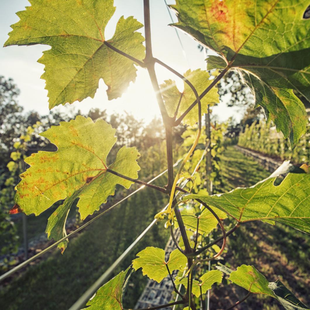 Grajski vinograd. Foto: Miha Mally
