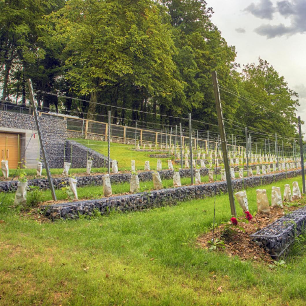 Grajski vinograd. Foto: Miha Mally