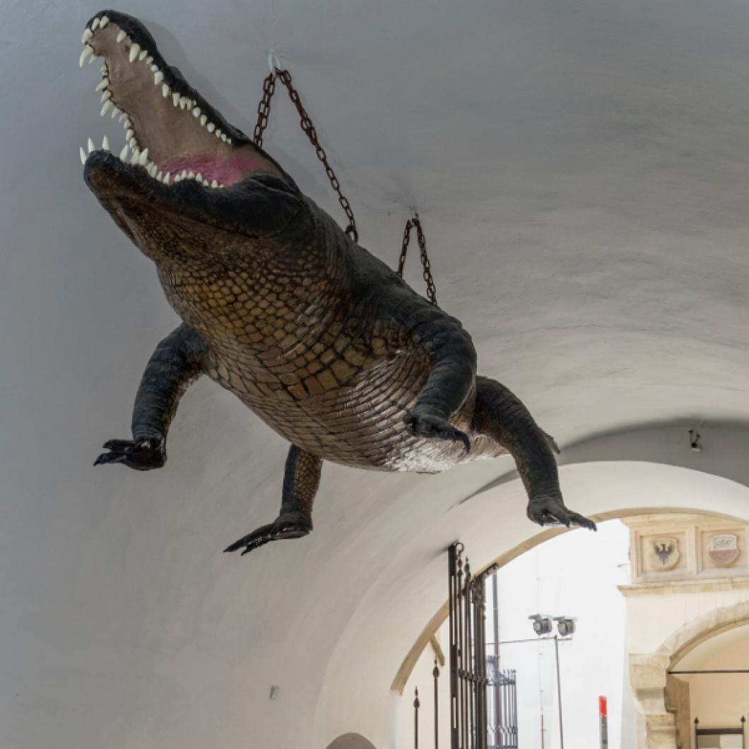 Zmaj v Brnu. Foto: Blaž Verbič