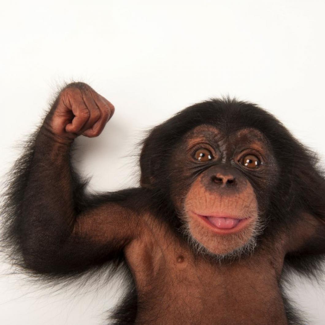 Opička; Živahen trimesečni šimpanzji mladič v živalskem vrtu Lowry Park v Tampi (ZDA). FOTOGRAFIJA: JOEL SARTORE, NATIONAL GEOGRAPHIC PHOTO ARK