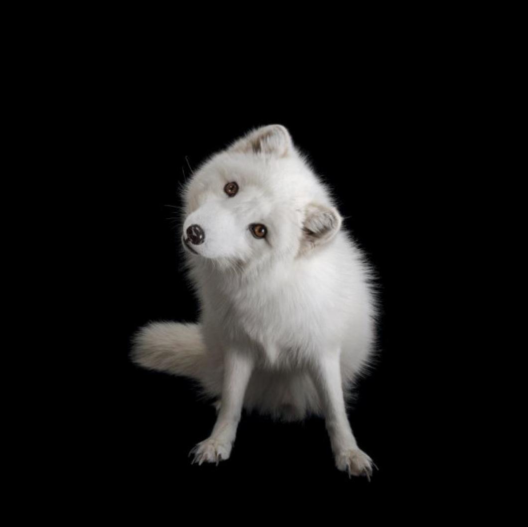 Arctic Fox; A curious polar fox in the Great Bend Zoo, Kansas, USA. PHOTOGRAPH: JOEL SARTORE, NATIONAL GEOGRAPHIC PHOTO ARK<br />
