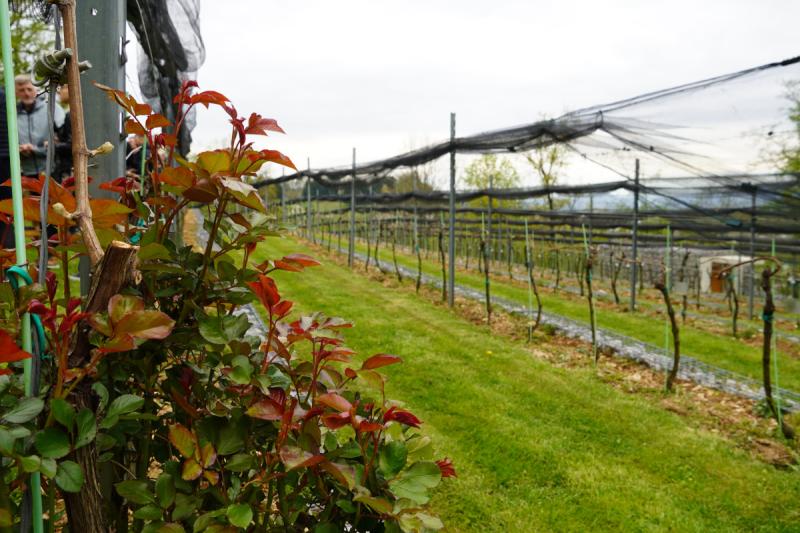 Open Day at the Castle Vineyard - POSTPONED
