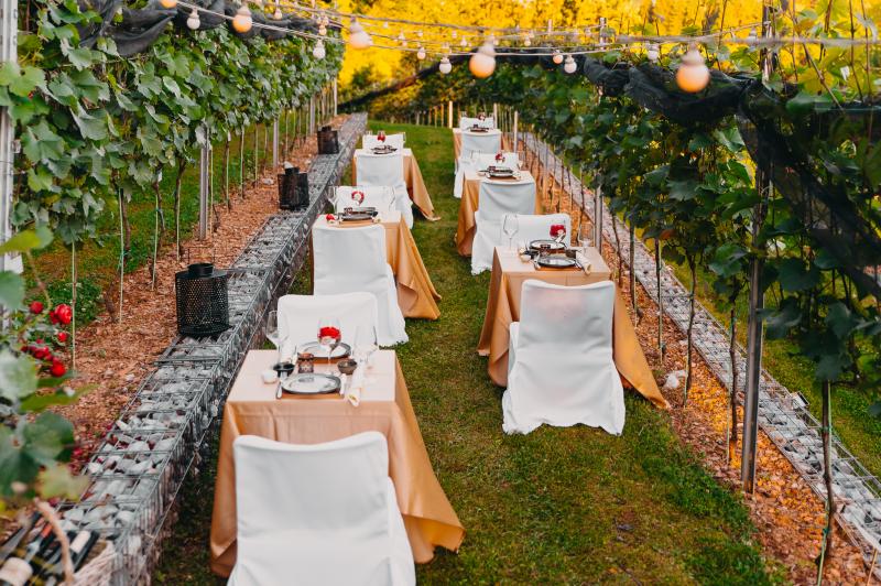 Dinner in the Castle Vineyard