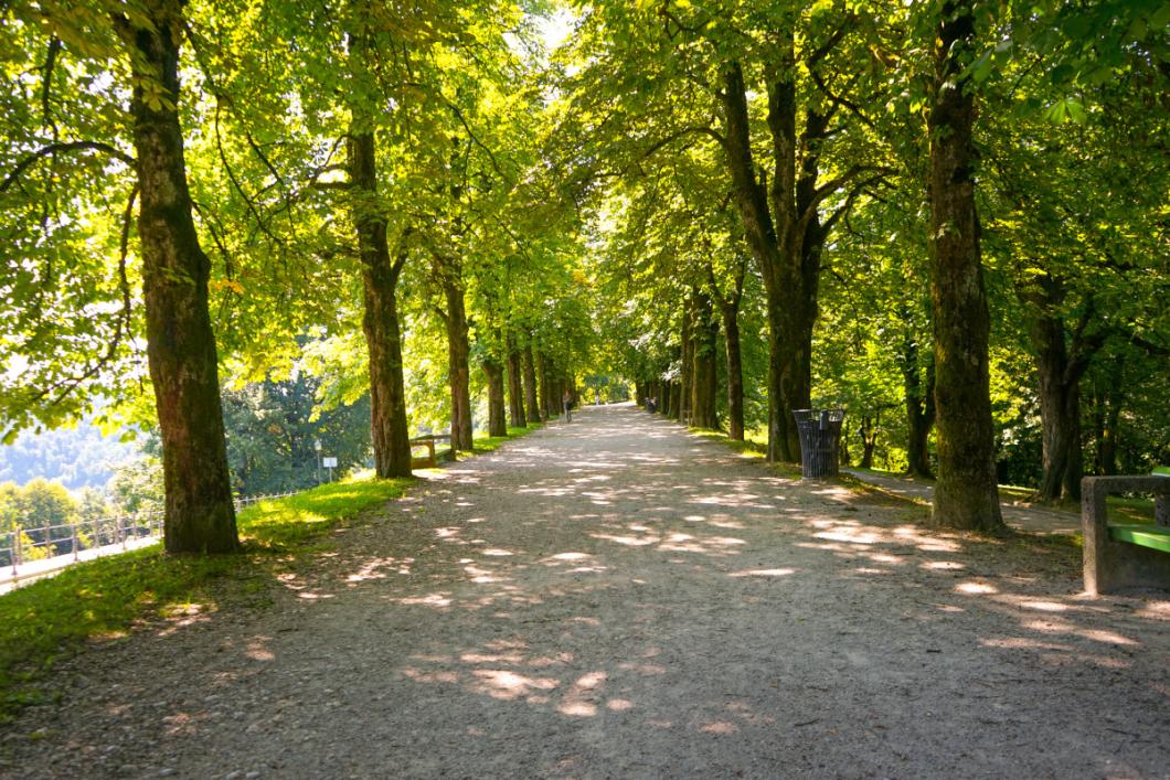 Grajski drevored. Foto: arhiv LG