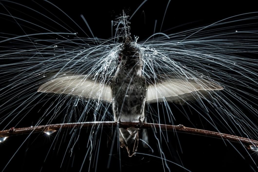 Water droplets streak like comet tails across the sky as an Anna’s hummingbird shakes off simulated rain, oscillating its head and body in rapid-fire motion. PHOTO BY ANAND VARMA; BERKELEY, CALIFORNIA<br />
