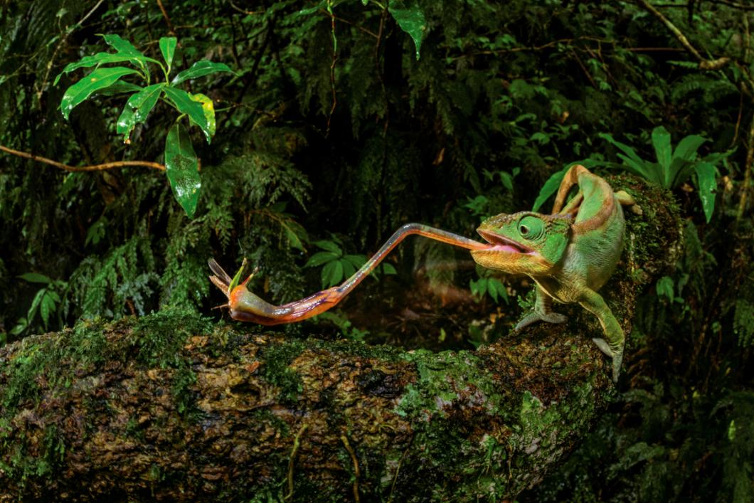 A female Furcifer ambrensis forages for insects with her extendable tongue. Chameleons’ tongues are fast: Furcifer species’ tongues accelerate more than 40 times faster than the pull of gravity. PHOTO BY CHRISTIAN ZIEGLER; AMBER MOUNTAIN NATIONAL PARK, MADAGASCAR<br />
