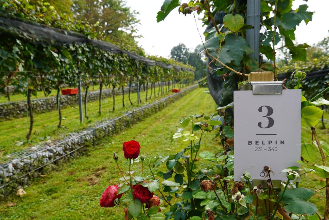 Grajski vinograd. Foto: arhiv LG