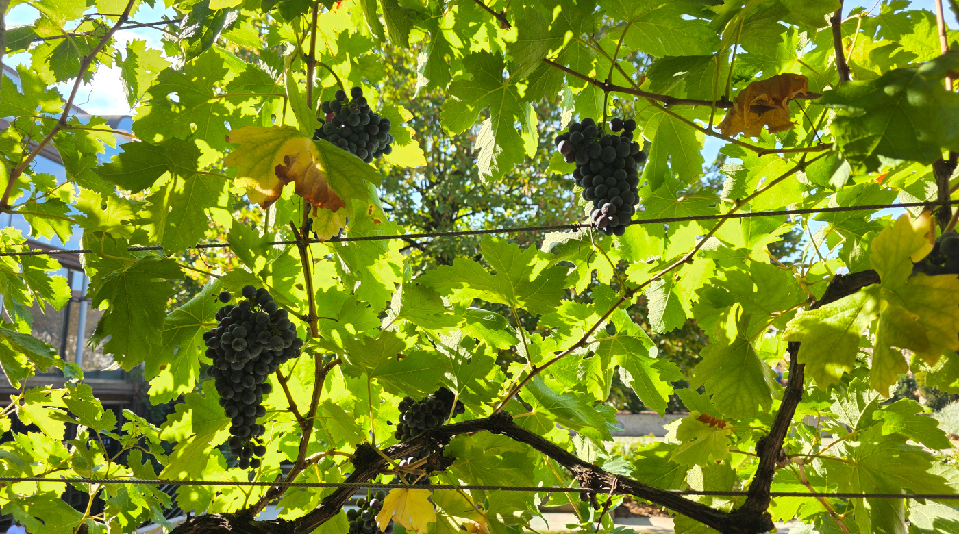 Trgatev grajske žametovke. Foto: arhiv Ljubljanski Grad