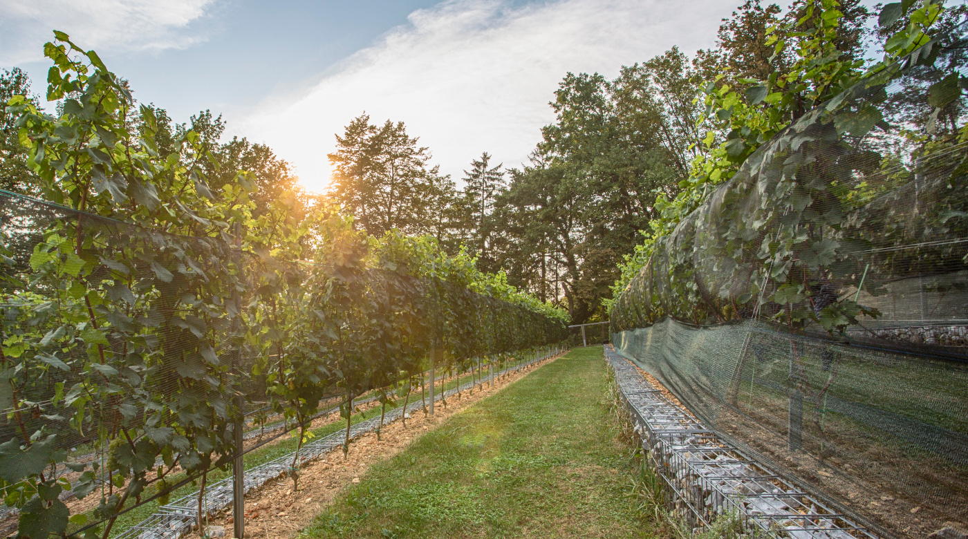 Grajski vinograd raste z nami že 10. leto. Foto: Miha Mally