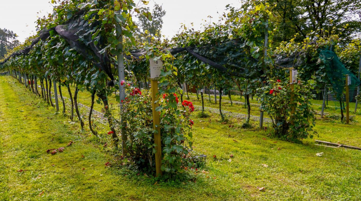 Castle Vineyard. Photo: Ljubljana Castle archive