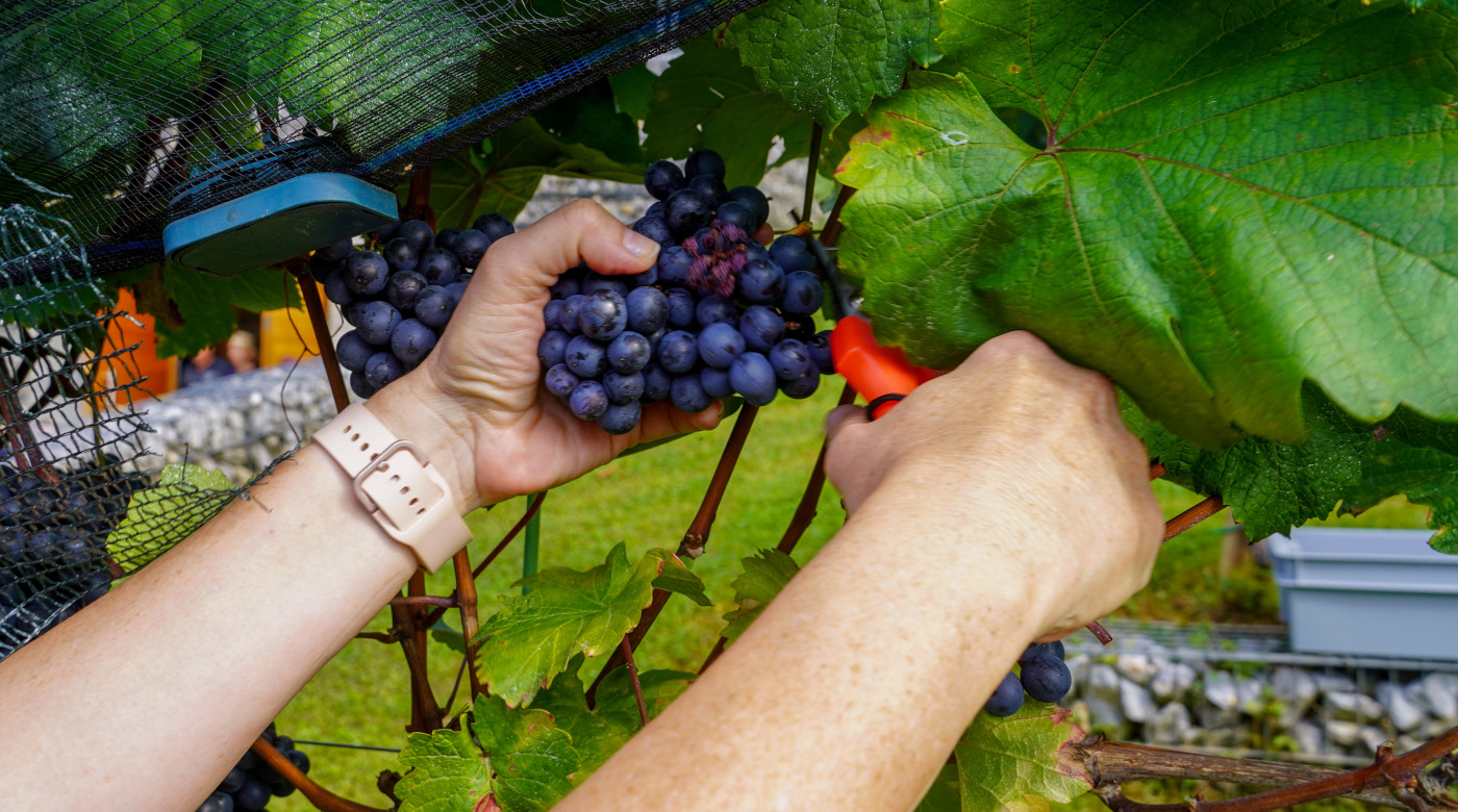 Šesta trgatev v Grajskem vinogradu. Foto: arhiv LG