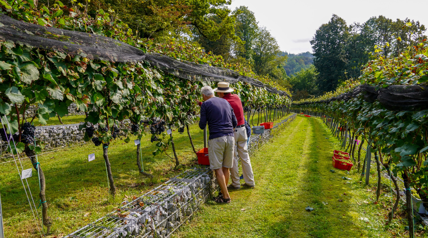 Šesta trgatev v Grajskem vinogradu. Foto: arhiv LG