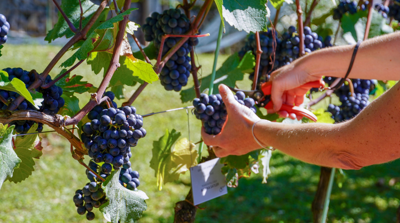 Peta trgatev v Grajskem vinogradu. Foto: arhiv LG