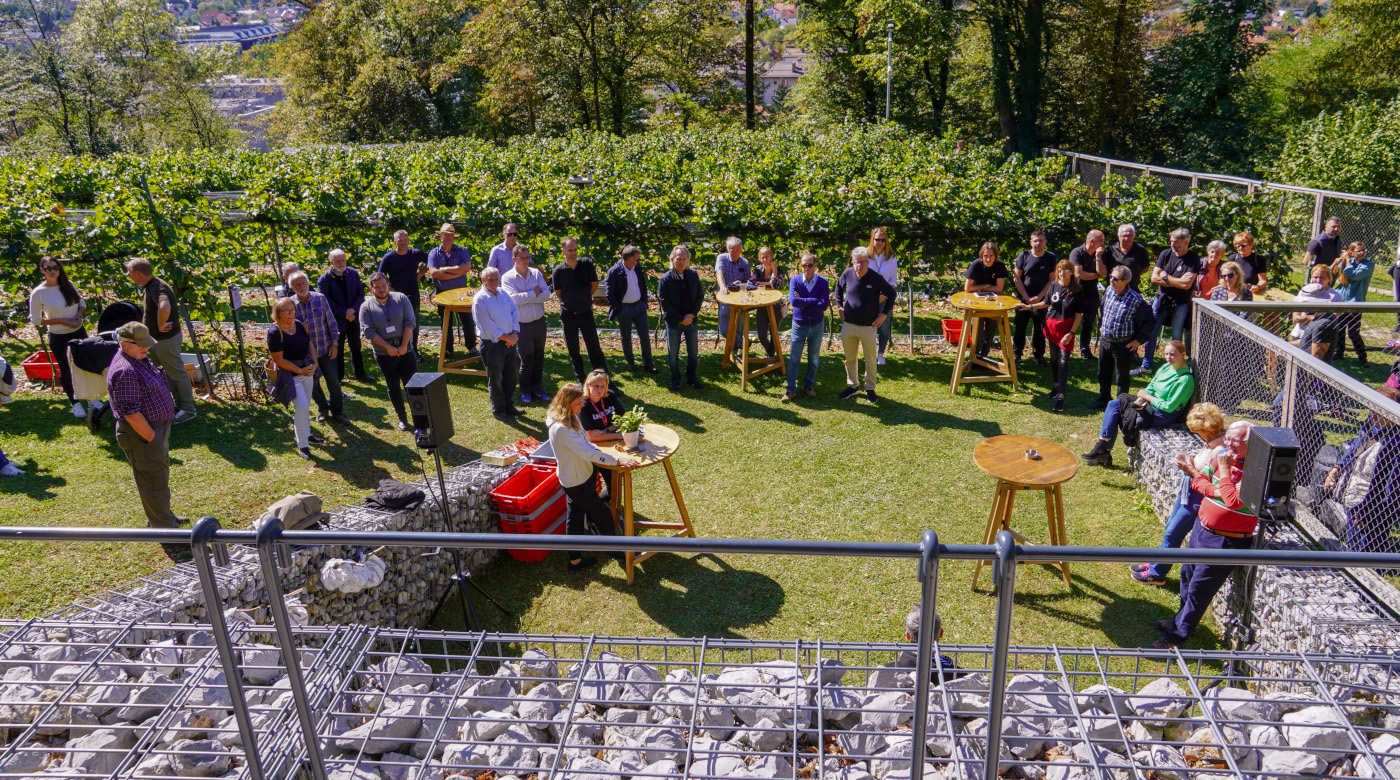 Peta trgatev v Grajskem vinogradu. Foto: arhiv LG