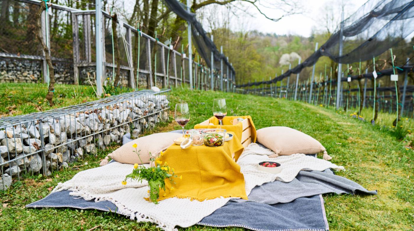 Piknik u srcu vinovih loza. Foto: Blaž Žnidaršič