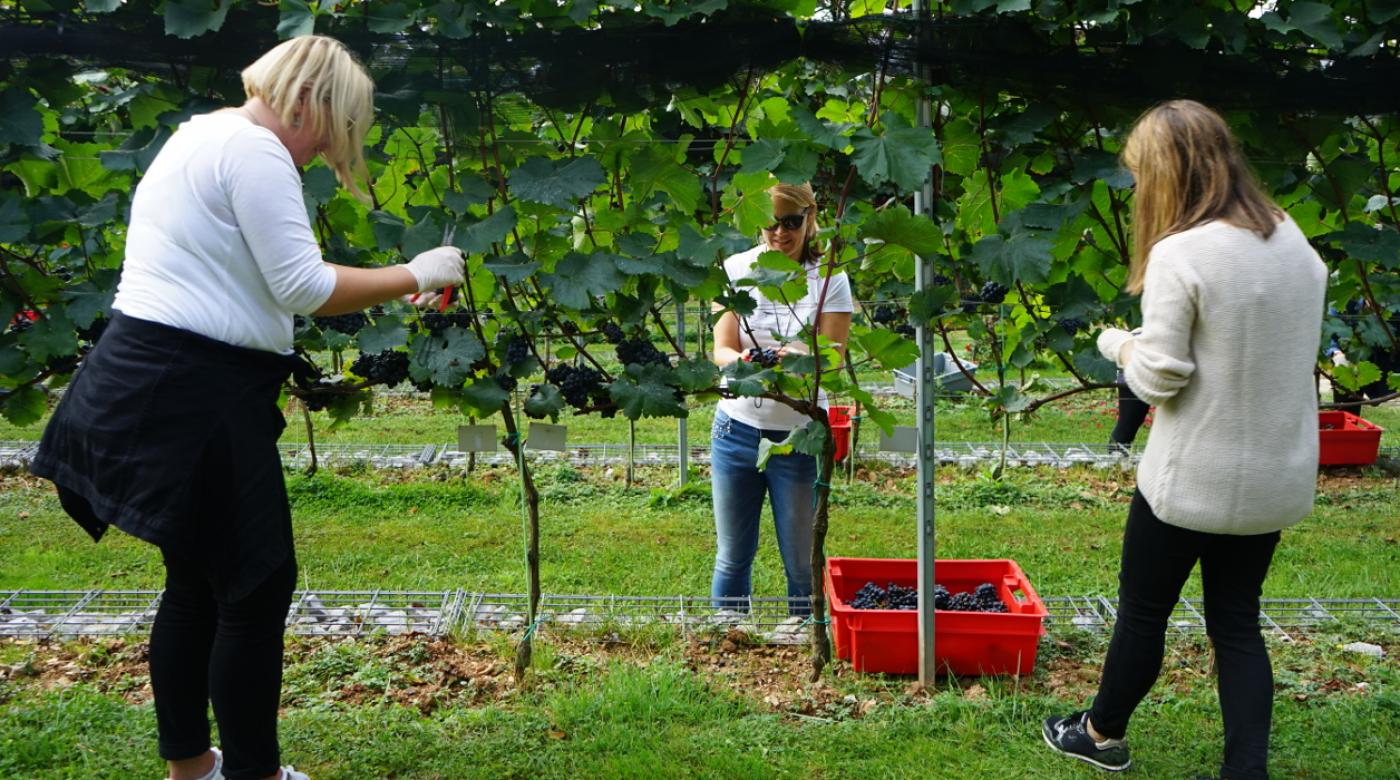 Trgatev v Grajskem vinogradu 24.9.2020. Foto: arhiv LG