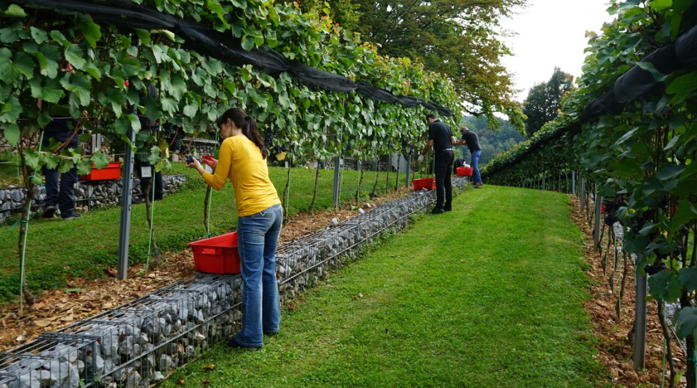 Trgatev v Grajskem vinogradu 24.9.2020. Foto: arhiv LG