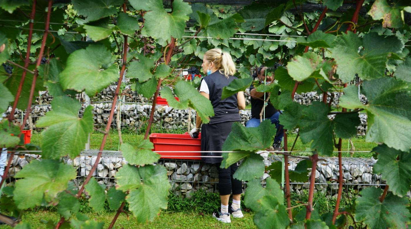 Trgatev v Grajskem vinogradu 24.9.2020. Foto: arhiv LG
