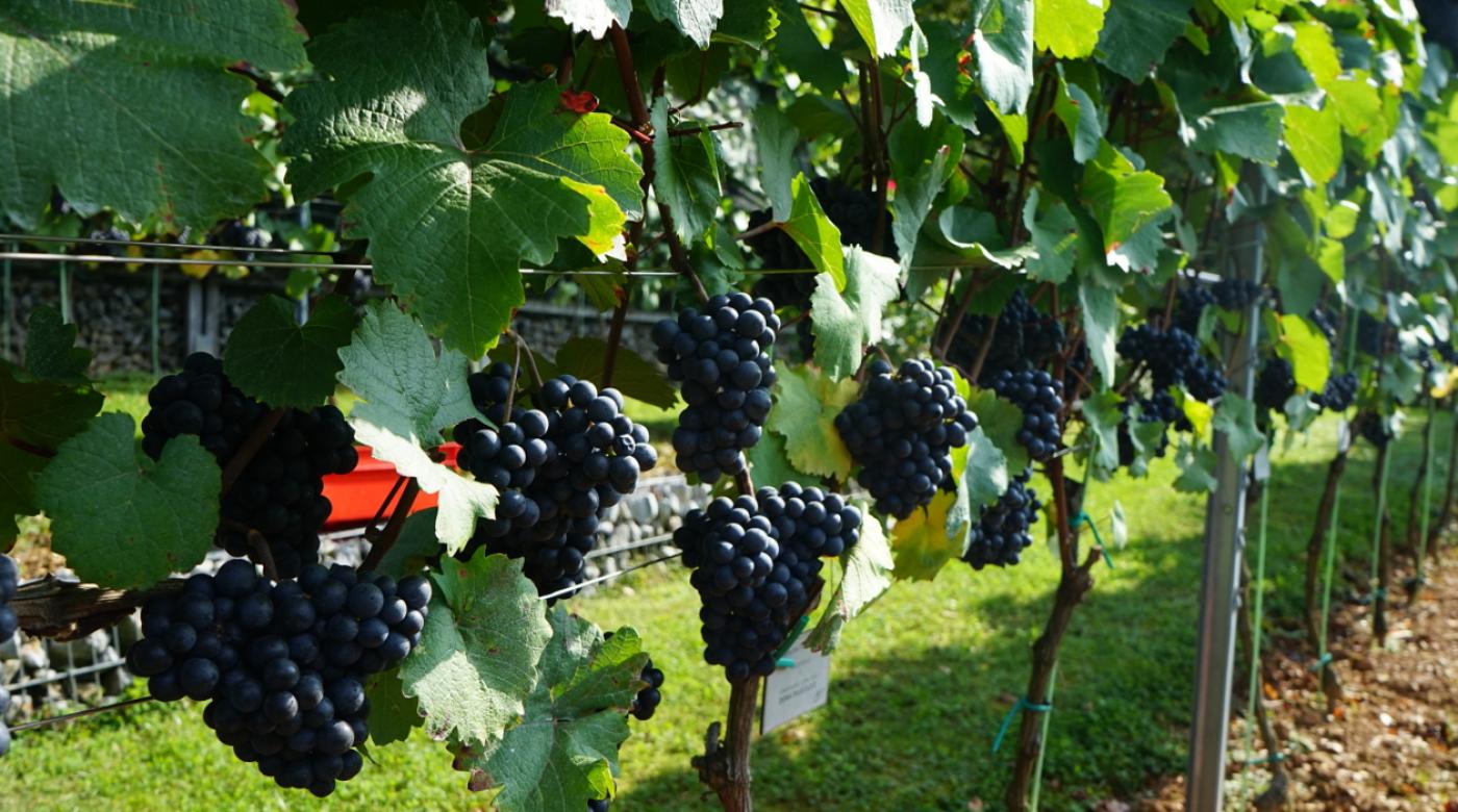 Trgatev v Grajskem vinogradu 24.9.2020. Foto: arhiv LG
