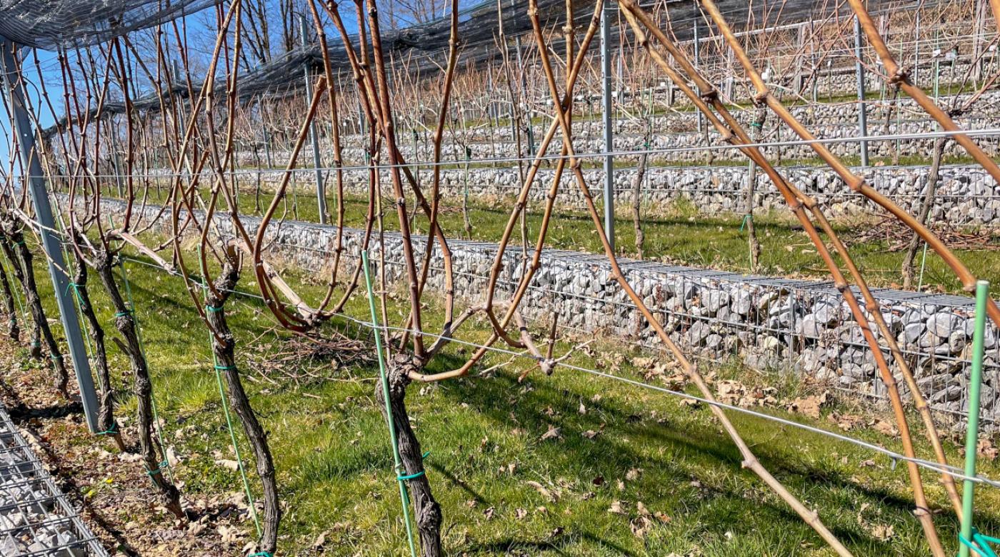 Pomladna rez v Grajskem vinogradu. Foto: arhiv LG