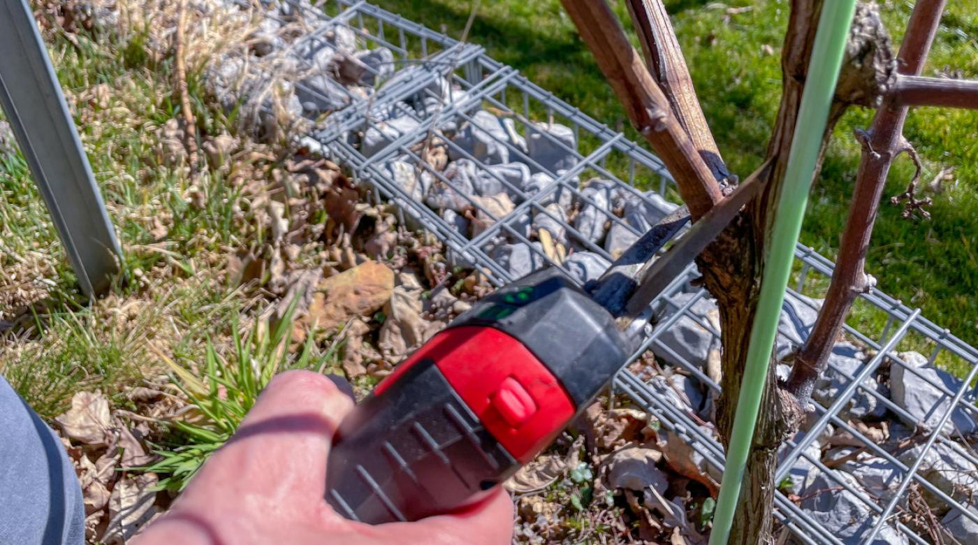 Pomladna rez v Grajskem vinogradu. Foto: arhiv LG