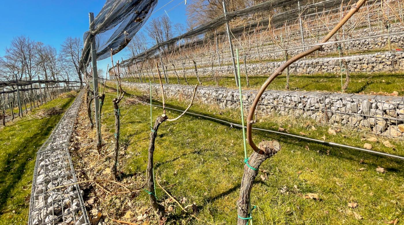 Pomladna rez v Grajskem vinogradu. Foto: arhiv LG