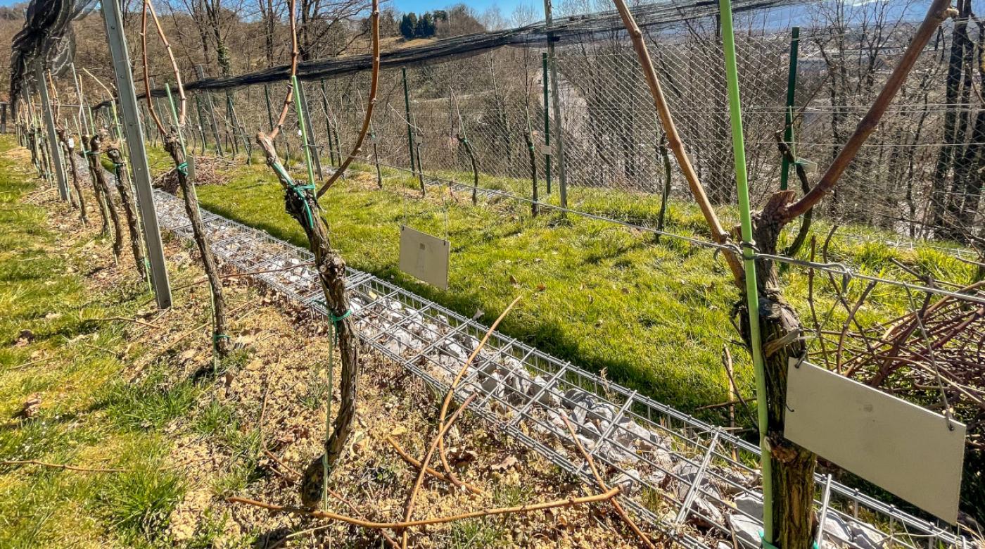 Pomladna rez v Grajskem vinogradu. Foto: arhiv LG