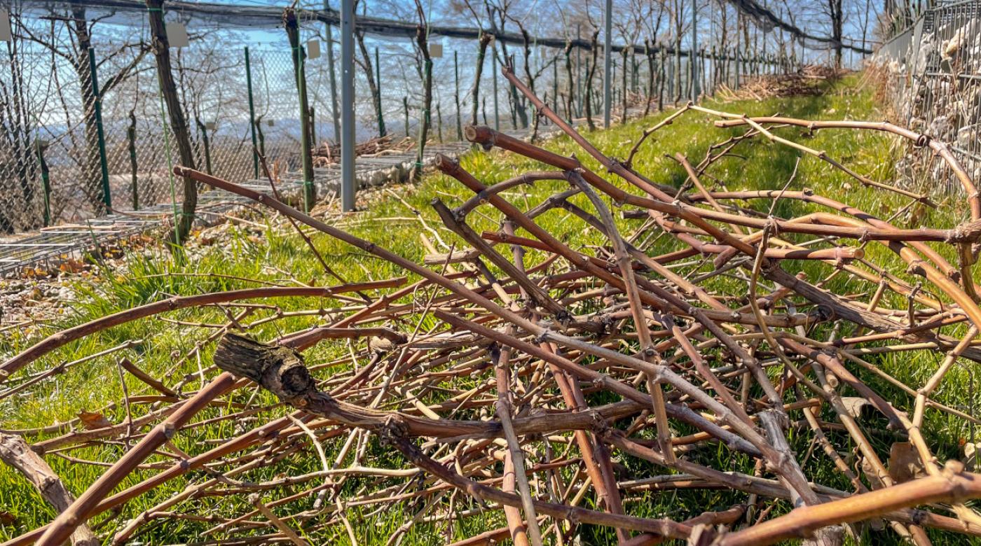 Pomladna rez v Grajskem vinogradu. Foto: arhiv LG