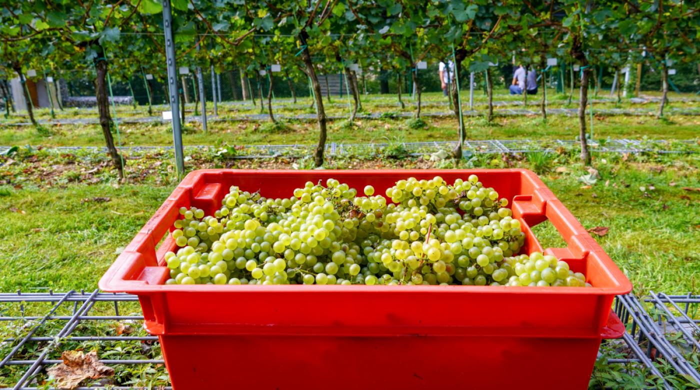 Šesta trgatev v Grajskem vinogradu. Foto: arhiv LG