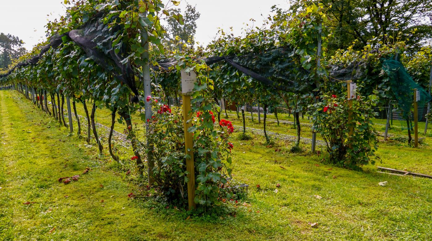 Grajski vinograd. Foto: arhiv LG
