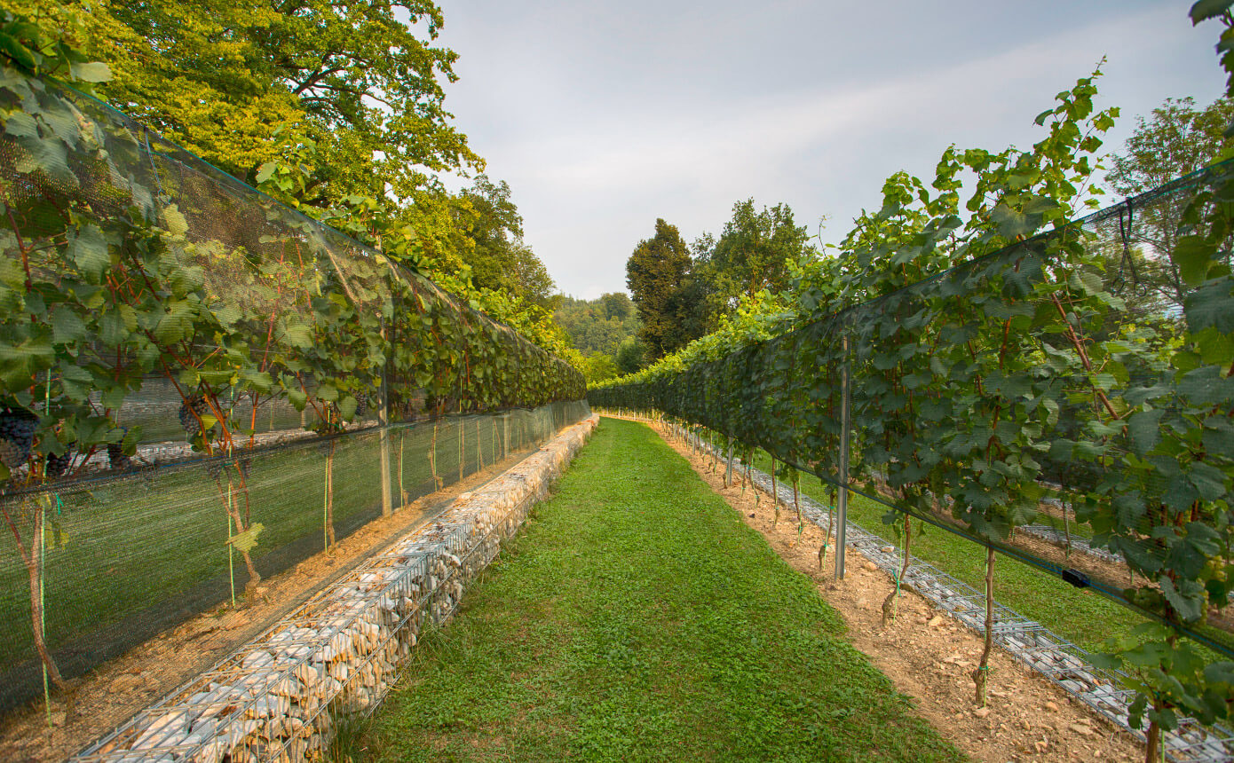 Pogled na trte Grajskega vinograda. Foto: Miha Mally