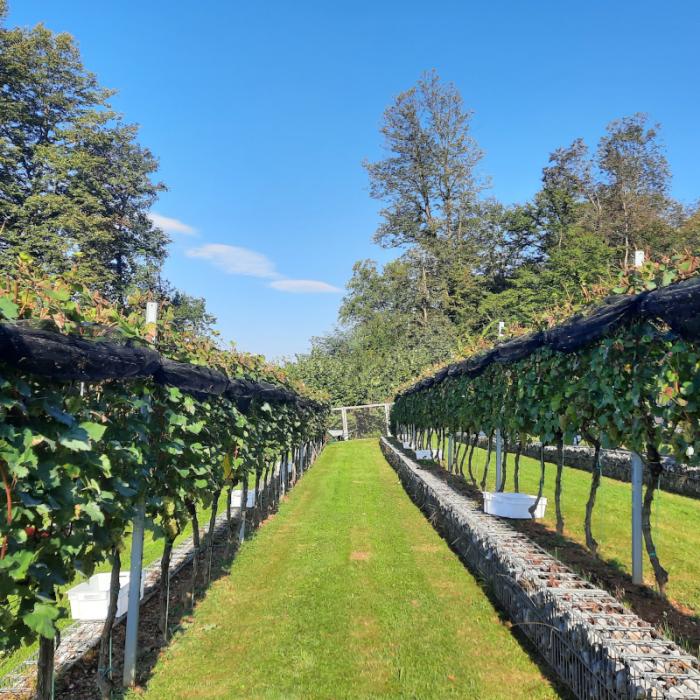 Za nami je sedma trgatev v Grajskem vinogradu