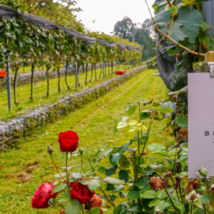 Šesta trgatev v Grajskem vinogradu. Foto: arhiv LG