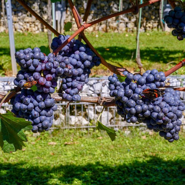 Peta trgatev v Grajskem vinogradu 