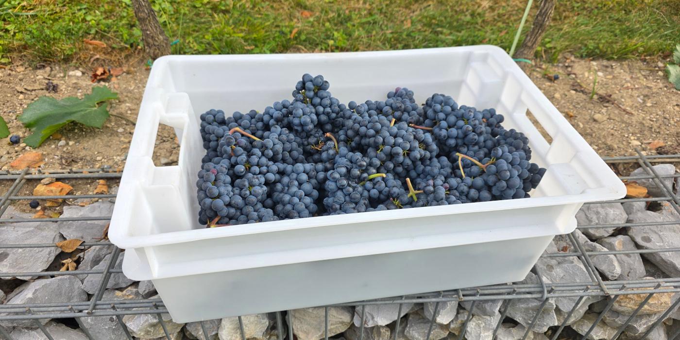Trgatev v Grajskem vinogradu. Foto: arhiv LG