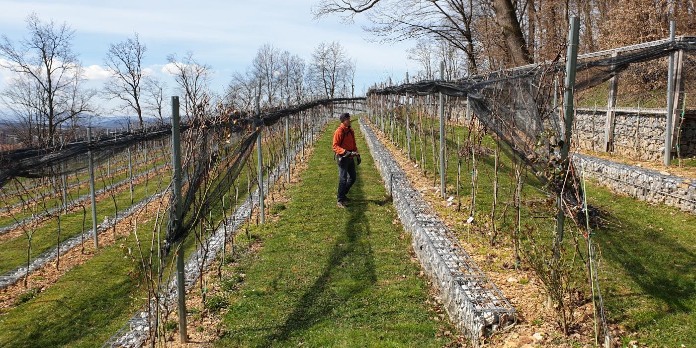 Spomladanska rez v Grajskem vinogradu. Foto: arhiv LG