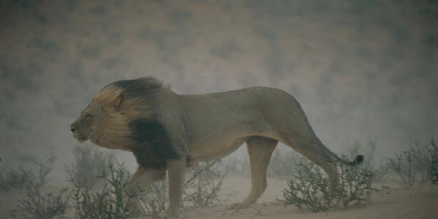 Narodni park Kalahari Gemsbok JAR 4