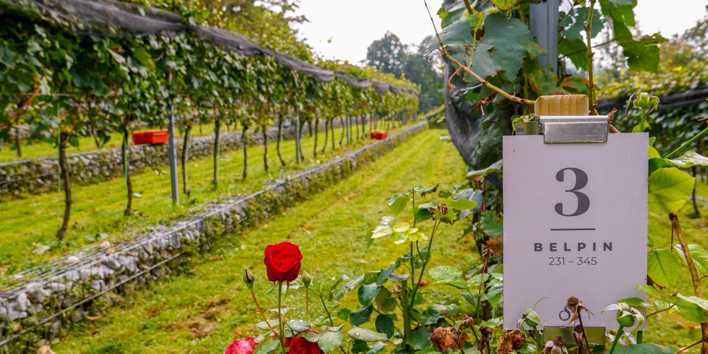 Trgatev v Grajskem vinogradu. Foto: arhiv LG